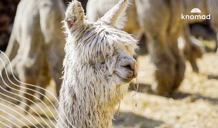 All About Alpaca Fibre