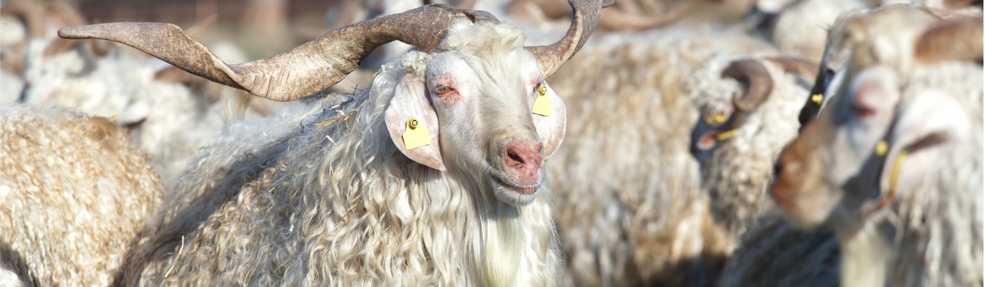 Mohair