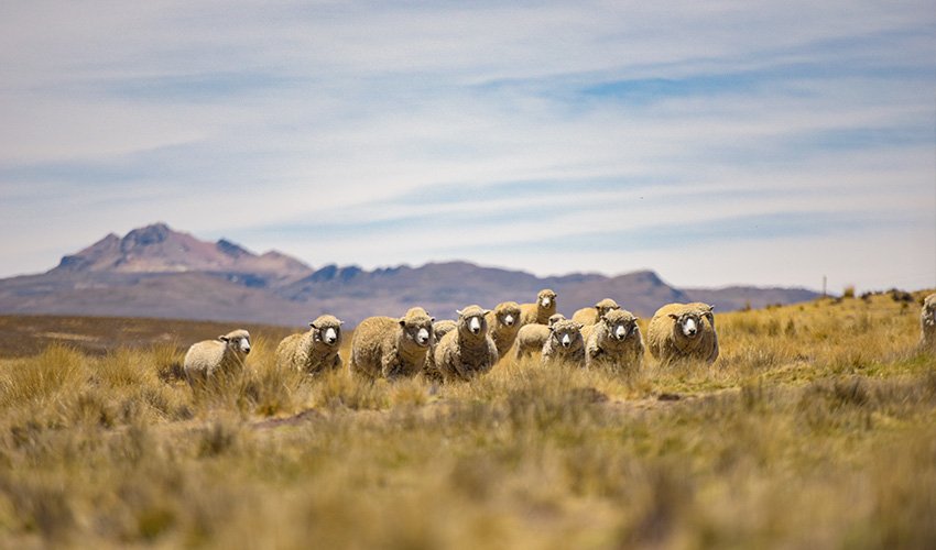 sustainable yarns in Peru