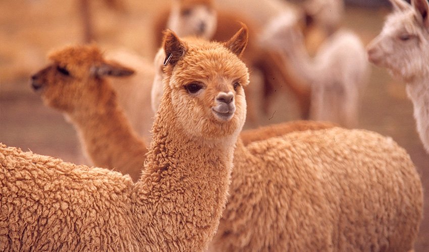 alpaca SUSTAINABILITY AT KNOMAD
