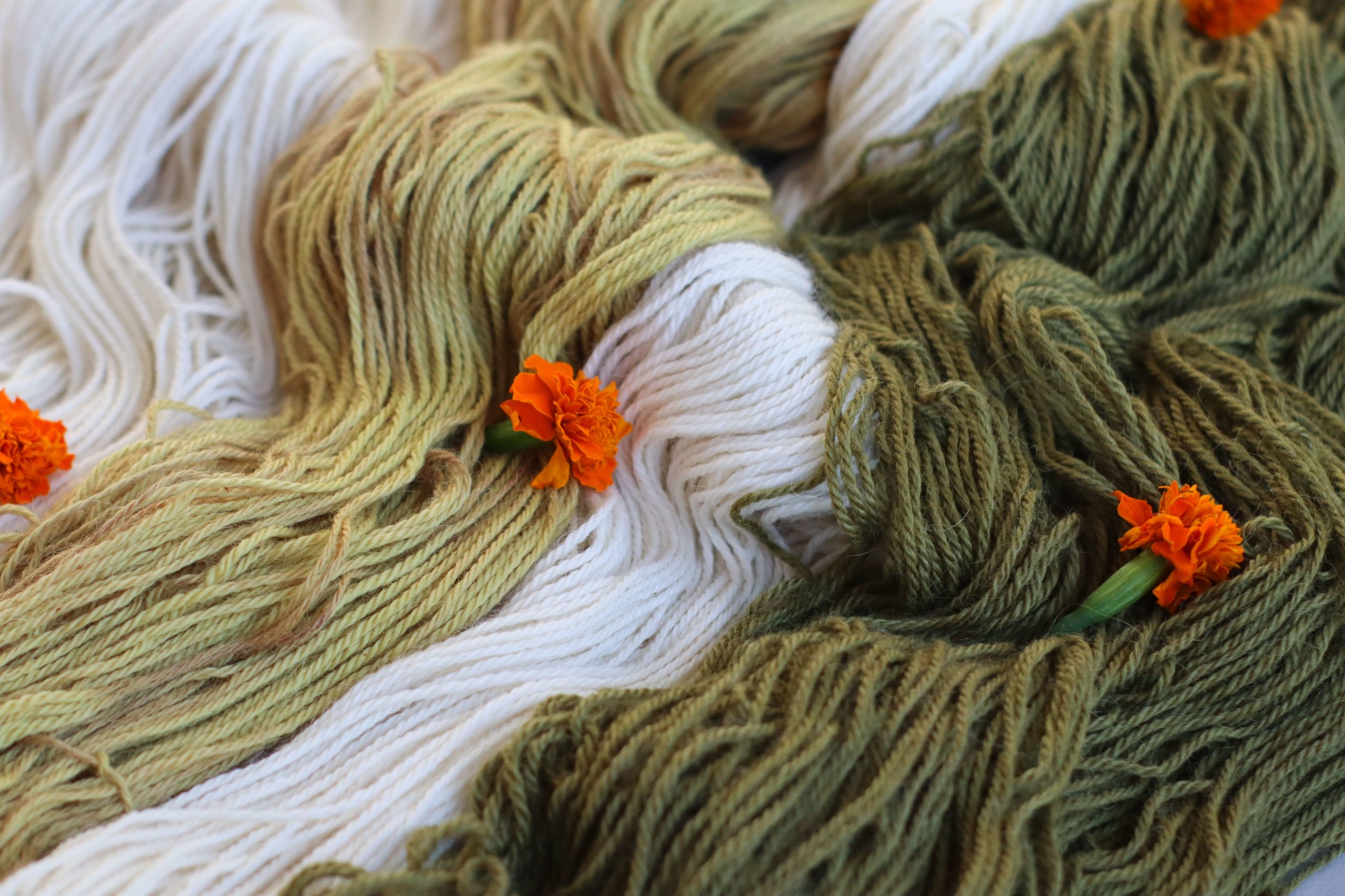 Natural Dyes - Marigold Petals Dried – The Yarn Tree - fiber, yarn and  natural dyes