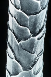 Microscope image of Merino Wool Fibre