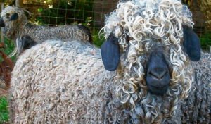 Mohair comes from the Angora Goat